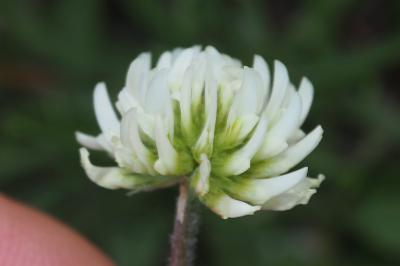 Trifolium montanum