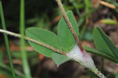 Trifolium montanum