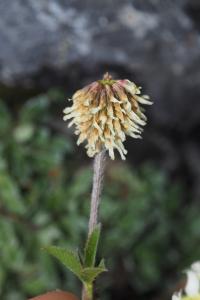 Trifolium montanum