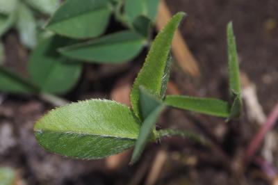Trifolium montanum