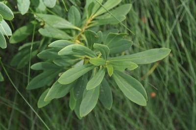 Daphne mezereum