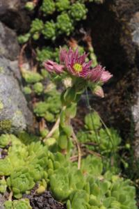 Sempervivum montanum