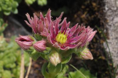 Sempervivum montanum