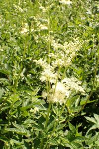 flore1783011759