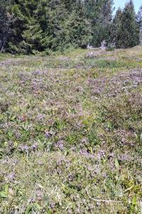 Calluna vulgaris