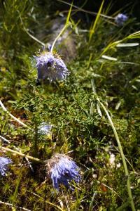 Jasione laevis
