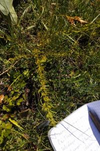 Thesium alpinum