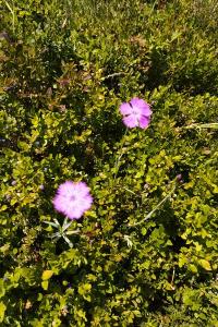 Dianthus seguieri subsp. pseudocollinus