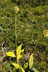 Allium victorialis