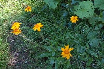 Arnica montana