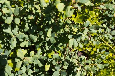 Vaccinium uliginosum subsp. microphyllum