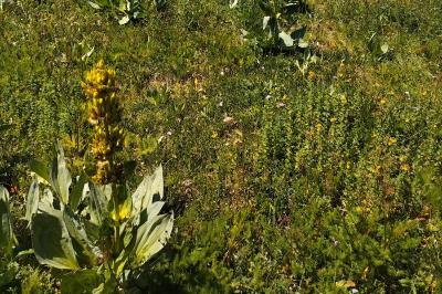 Gentiana lutea