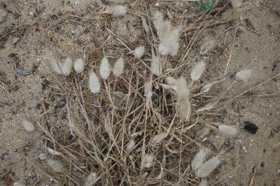 Lagurus ovatus