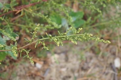 Artemisia campestris subsp. maritima
