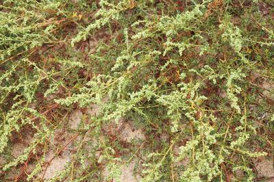 Artemisia campestris subsp. maritima