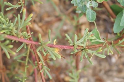 Artemisia campestris subsp. maritima
