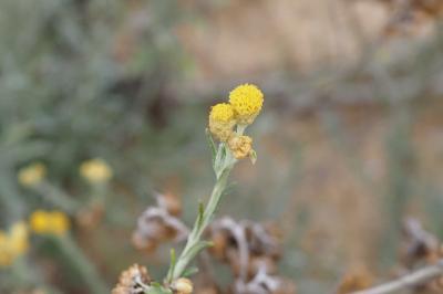 Helichrysum stoechas