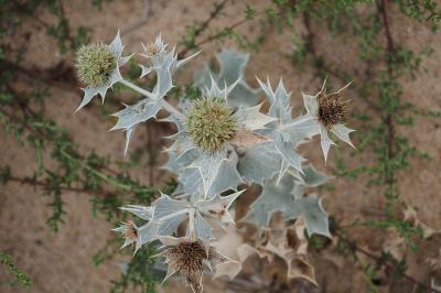 Eryngium maritimum