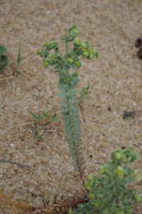 Euphorbia paralias