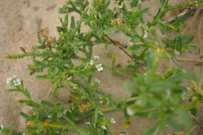 Cakile maritima
