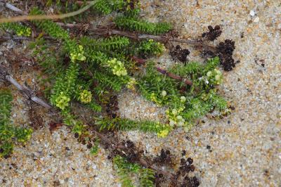 Galium arenarium