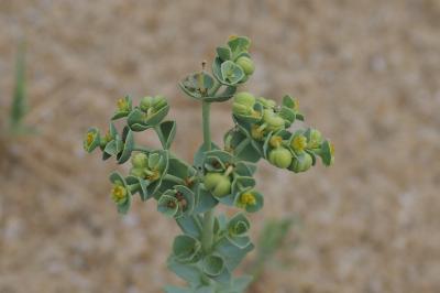 Euphorbia paralias