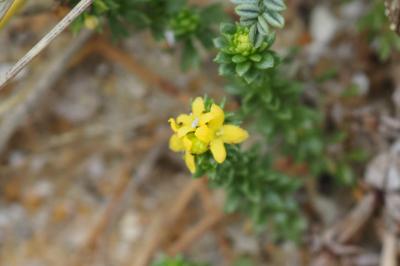 Galium arenarium
