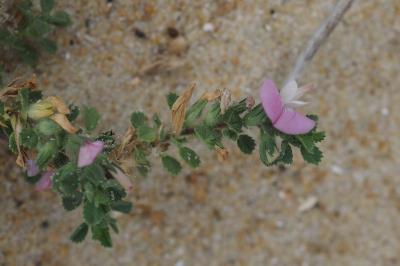 Ononis spinosa subsp. procurrens