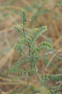 Astragalus baionensis