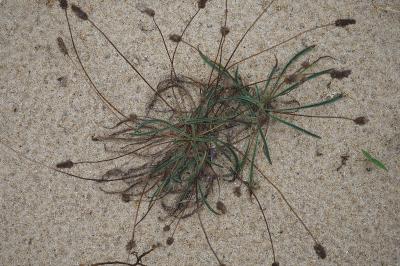 Plantago lanceolata