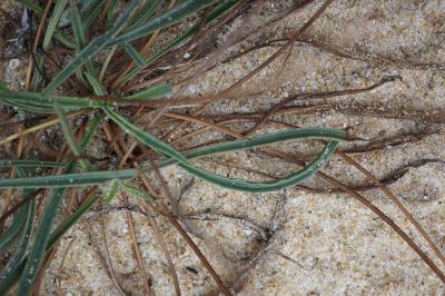 Plantago lanceolata