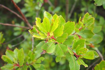 Arbutus unedo