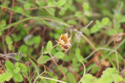 Cistus salviifolius
