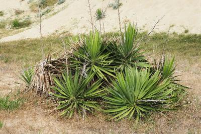 Yucca gloriosa