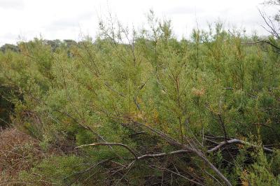 Tamarix gallica