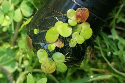 Spirodela polyrhiza