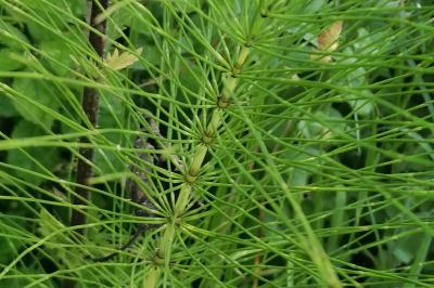 Equisetum telmateia