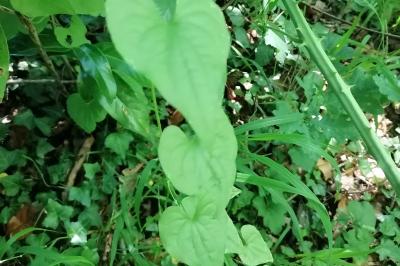 Dioscorea communis