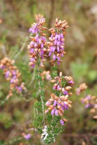 Erica cinerea