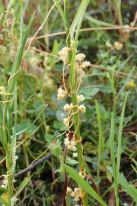 Cuscuta campestris
