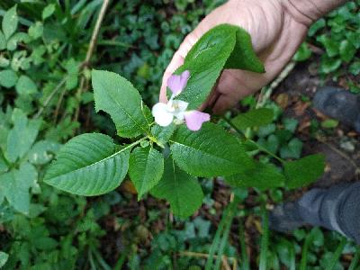 Impatiens balfourii