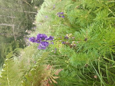 Aconitum