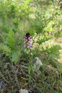 Neotinea ustulata