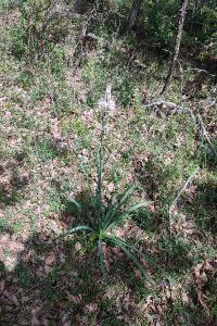 Asphodelus albus
