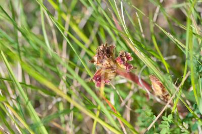 Orobanche gracilis