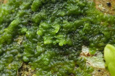 Radula
