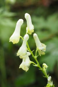 Aconitum lycoctonum