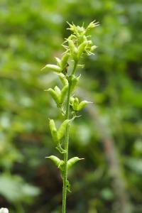 Aconitum lycoctonum