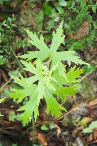 Aconitum lycoctonum