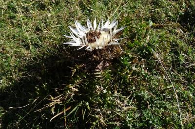Carlina acaulis subsp. caulescens